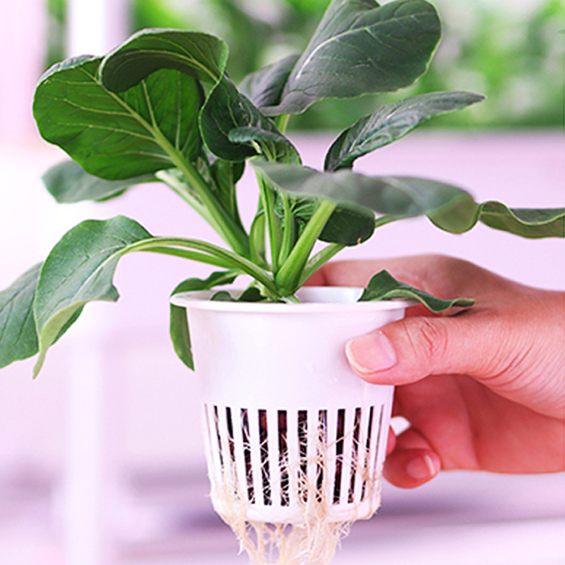 ydroponic Planting System Smar – Smart Home Automation Diy Bewertung und Preis